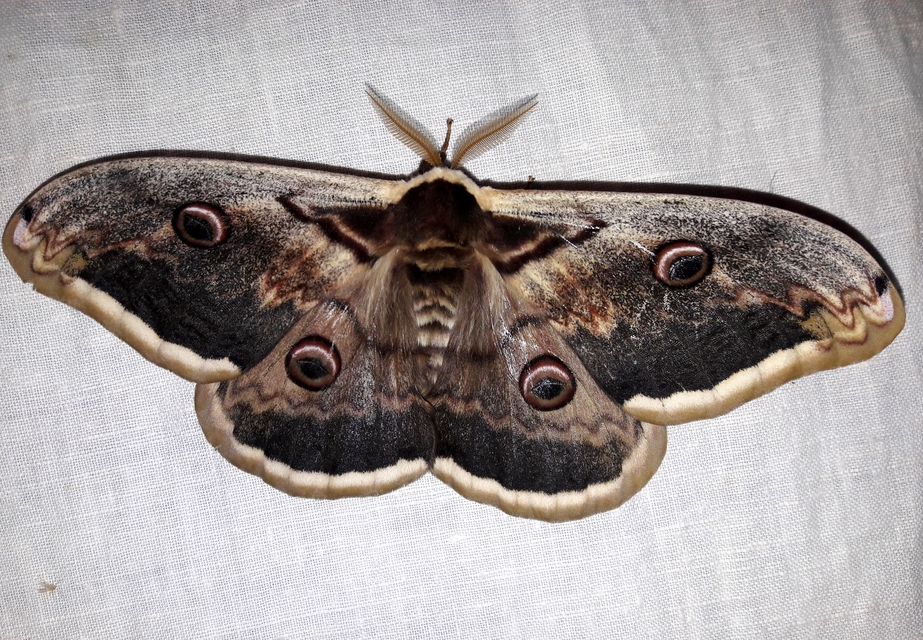 Saturnia pyri - nagy pávaszem