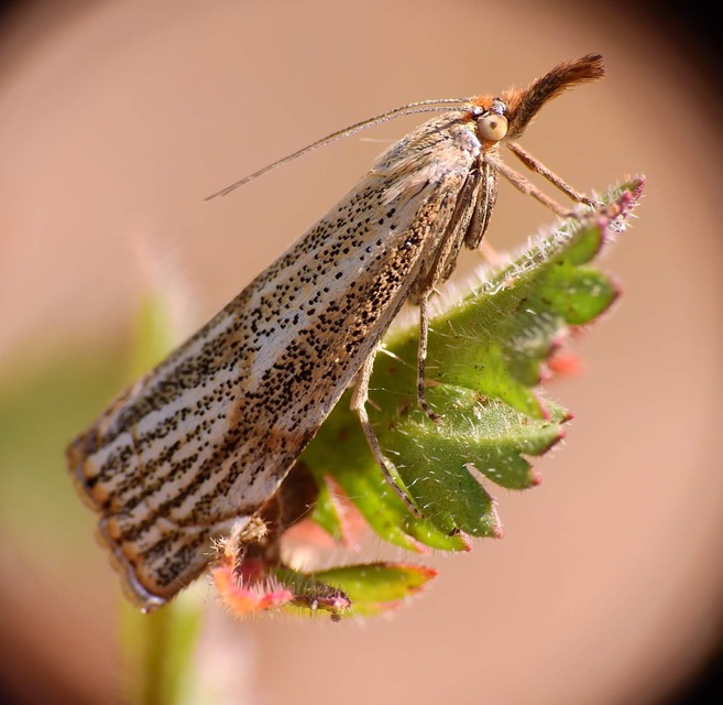 Thisanotia chrysonuchella - tavaszi fűgyökérmoly