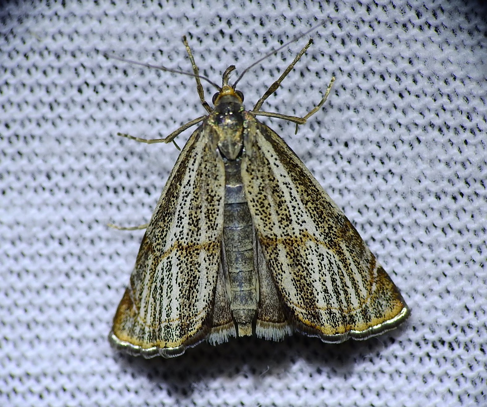 Thisanotia chrysonuchella - tavaszi fűgyökérmoly