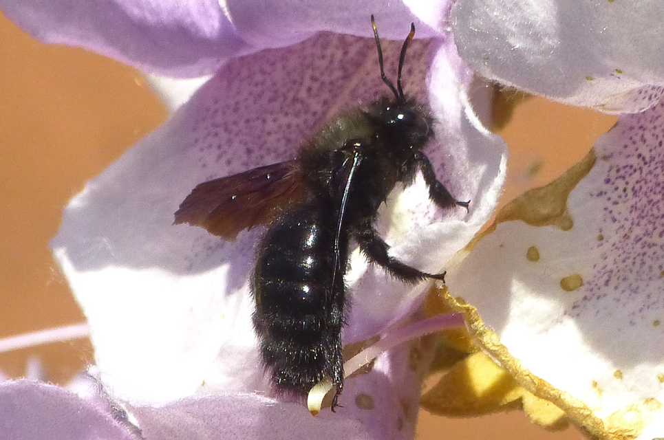 Xylocopa violacea - kék fadongó