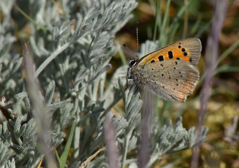 Lycaena phlaeas - közönséges tűzlepke