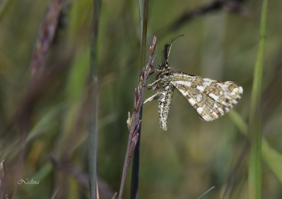 Narraga fasciolaria/tessularia