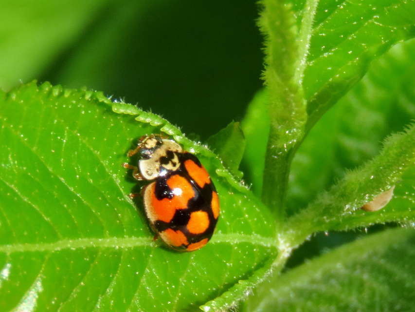 Adalia decempunctata - tízpettyes katica