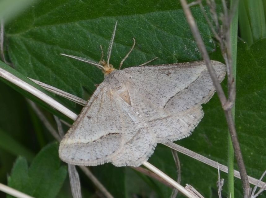 Tephrina arenacearia - lucerna-araszoló