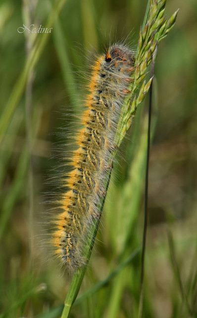 Lasiocampa trifolii - lóhereszövő