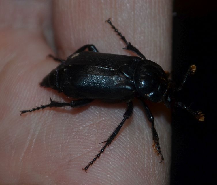 Nicrophorus humator - fekete temetőbogár