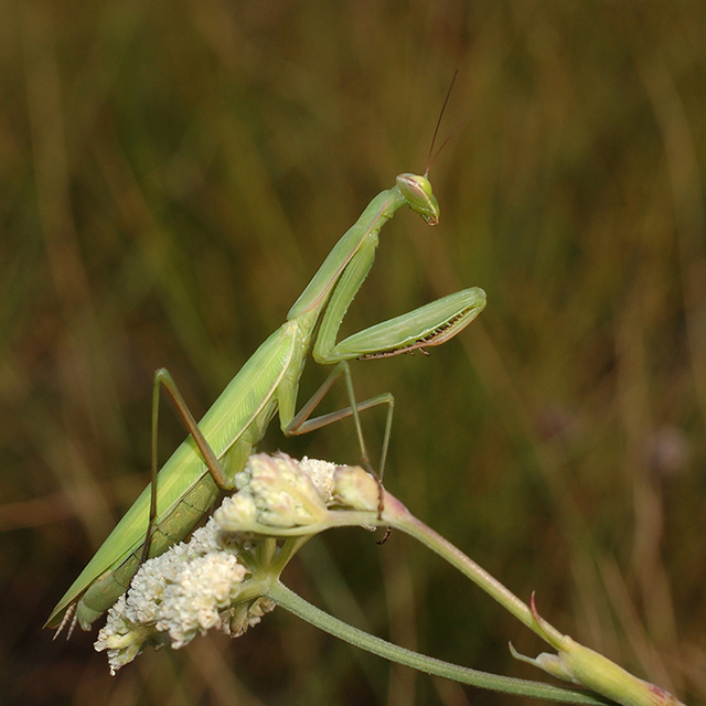 Mantis religiosa - imádkozósáska