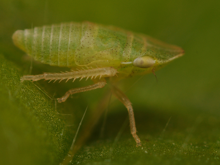 Aphrodes