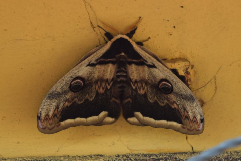 Saturnia pyri - nagy pávaszem