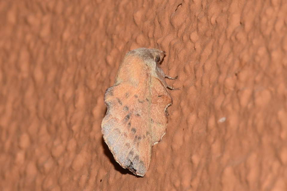 Phyllodesma tremulifolia - nyárlevélpohók