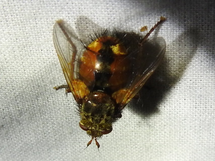 Tachininae