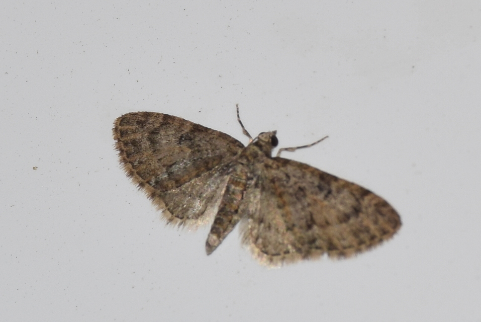 Eupithecia dodoneata - tölgy-törpearaszoló
