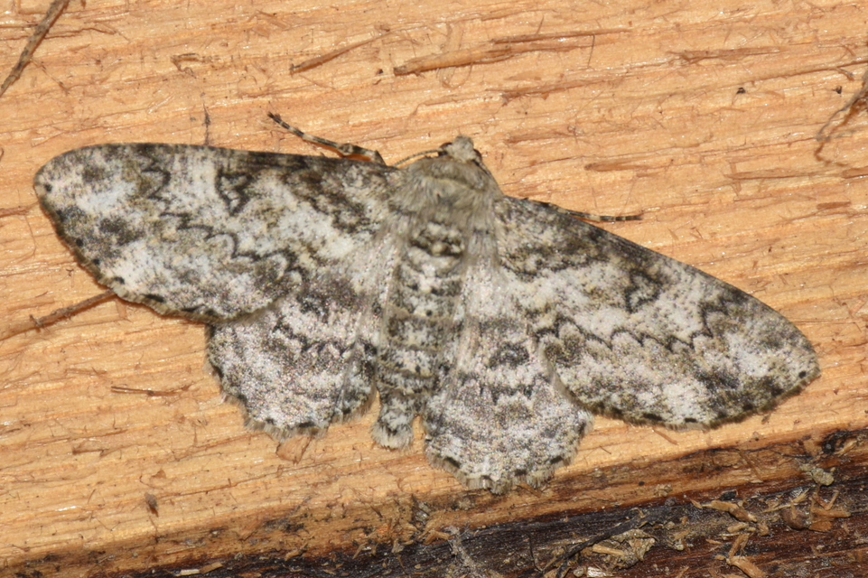 Ascotis selenaria - holdas faaraszoló