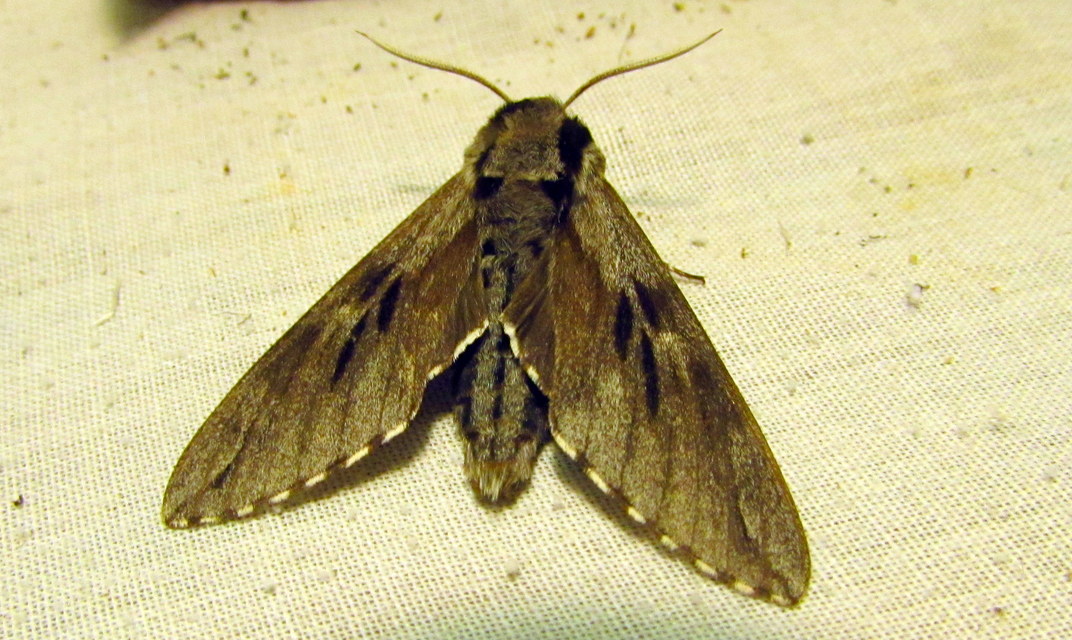 Hyloicus pinastri - fenyőszender