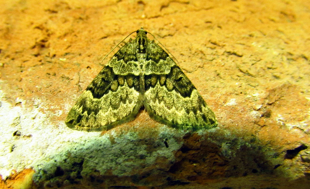 Thera variata/britannica