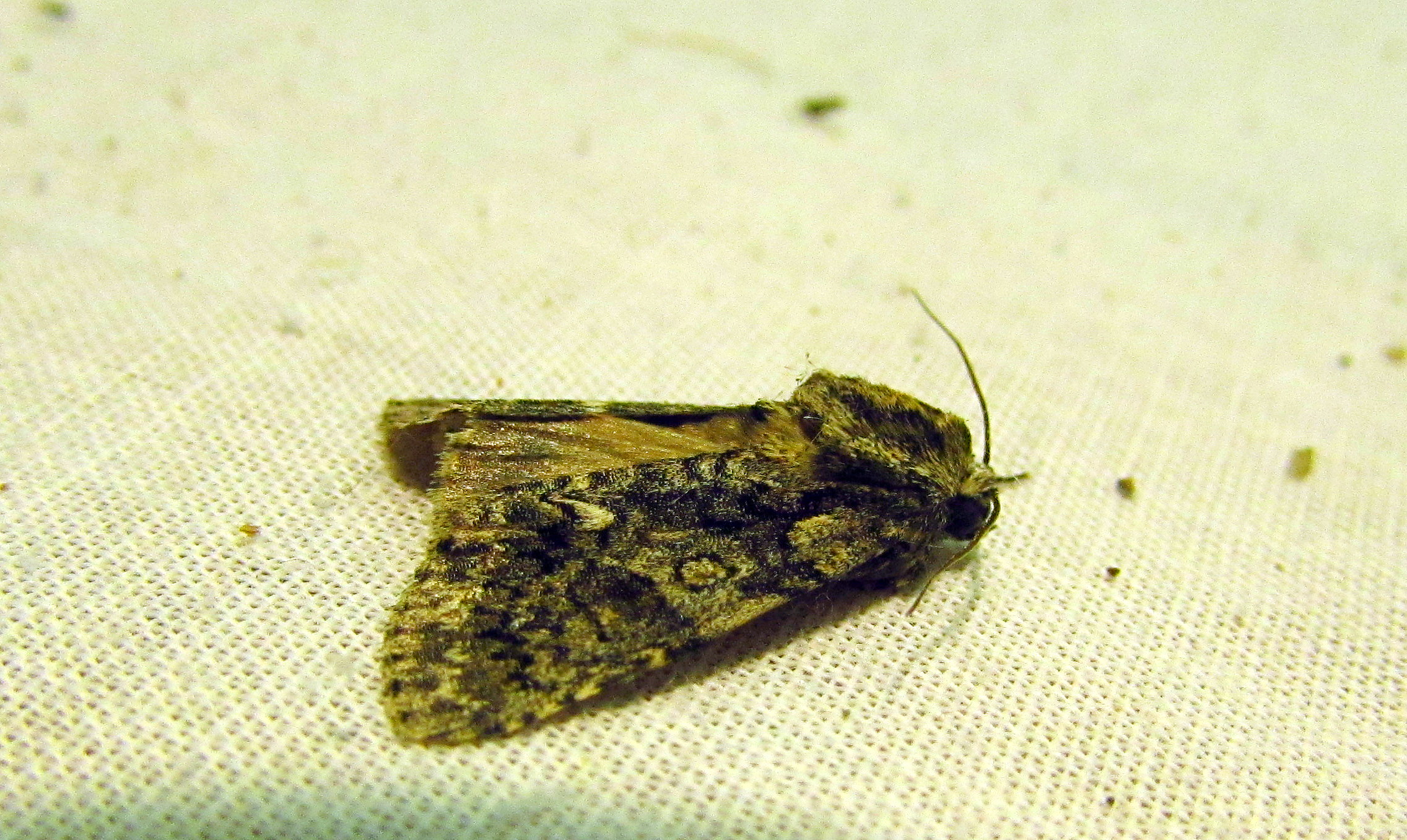 Acronicta rumicis - sóska-szigonyosbagoly