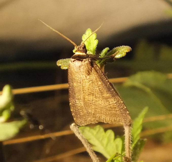 Lygephila procax - fekete csüdfűbagoly