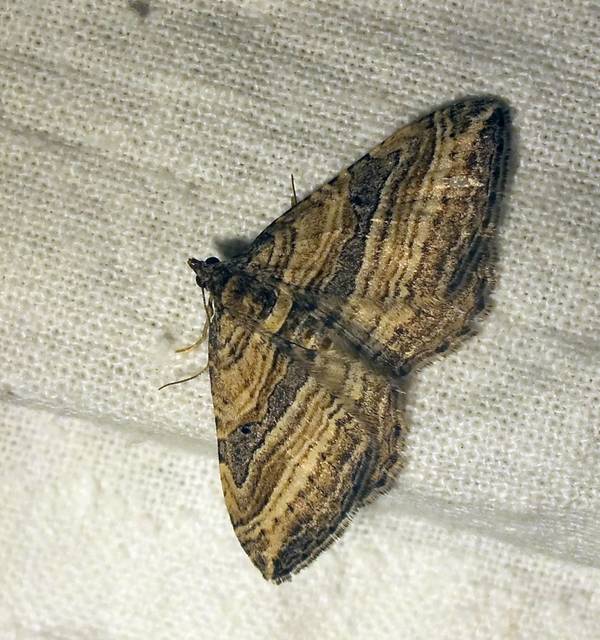 Costaconvexa polygrammata - soksávú araszoló