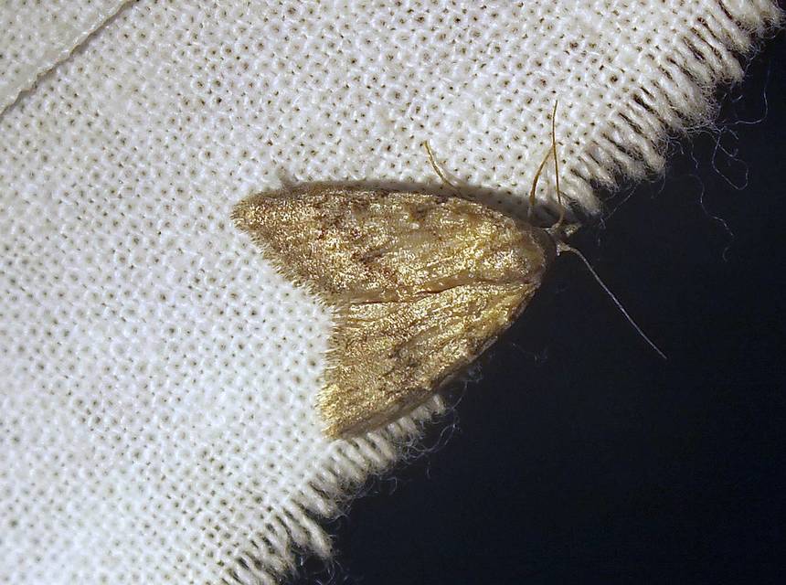 Nola cicatricalis - szürke pamacsosszövő