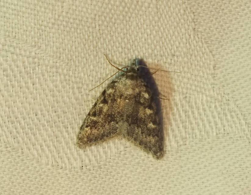 Nola cicatricalis - szürke pamacsosszövő