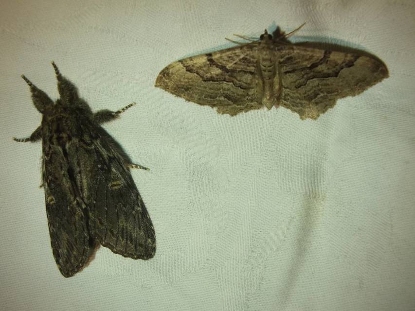 Hydria cervinalis - őzbarna araszoló