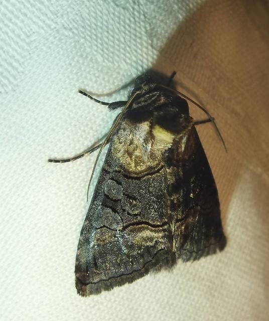 Abrostola asclepiadis - barnaövű csalánbagoly