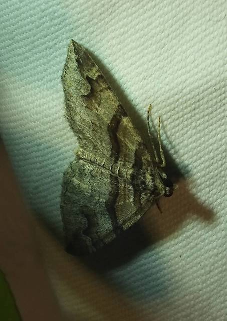 Pareulype berberata - sóskafa-tarkaaraszoló