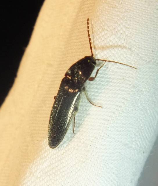 Melanotus