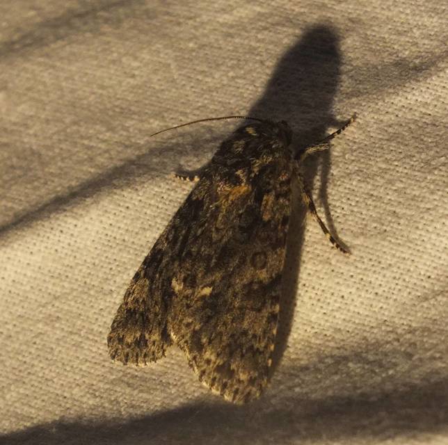 Acronicta rumicis - sóska-szigonyosbagoly