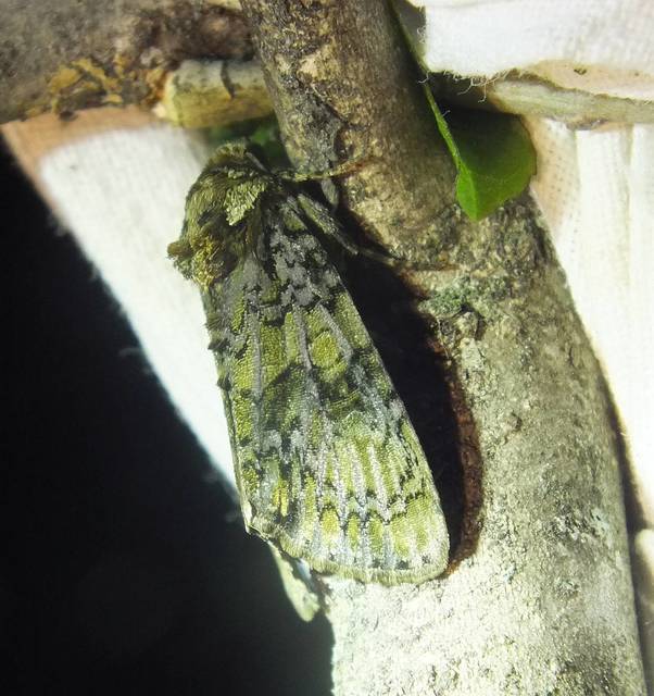 Craniophora ligustri - fagyalbagoly