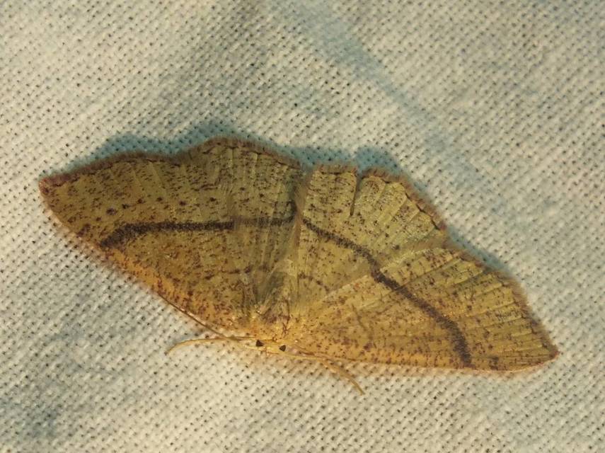 Cyclophora ruficiliaria - vörösrojtú pettyesaraszoló