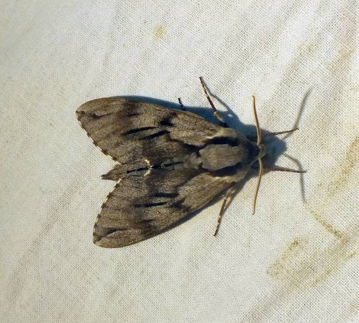 Hyloicus pinastri - fenyőszender