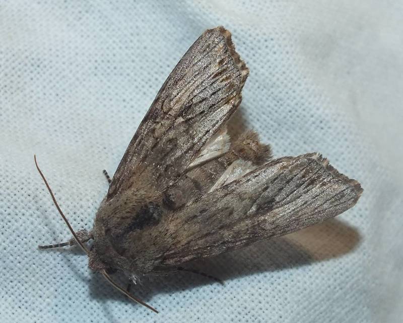 Egira conspicillaris - változékony szürkebagoly