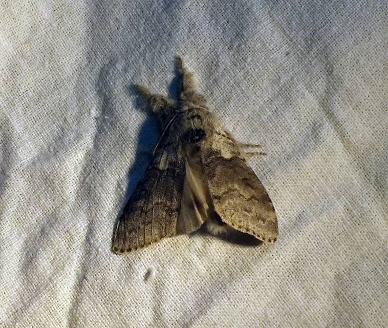 Calliteara pudibunda - hamvasszövő
