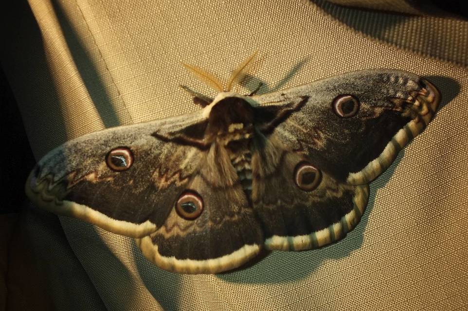 Saturnia pyri - nagy pávaszem
