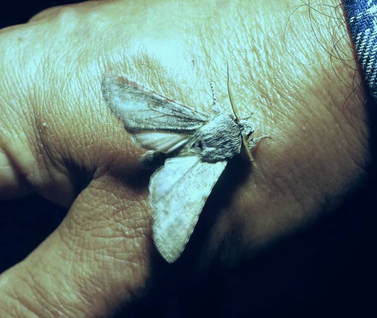 Dicranura ulmi - szilfa-púposszövő
