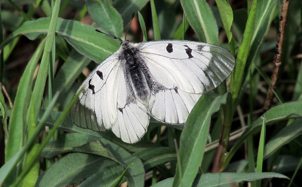 Parnassius mnemosyne - kis apollólepke