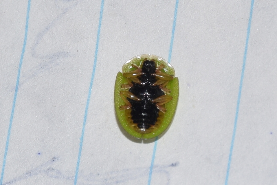 Cassida viridis - zöld pajzsbogár Cassida viridis - zöld pajzsbogár