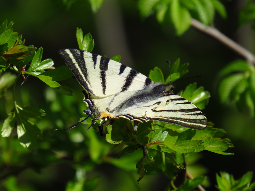 Iphiclides podalirius - kardoslepke Iphiclides podalirius - kardoslepke