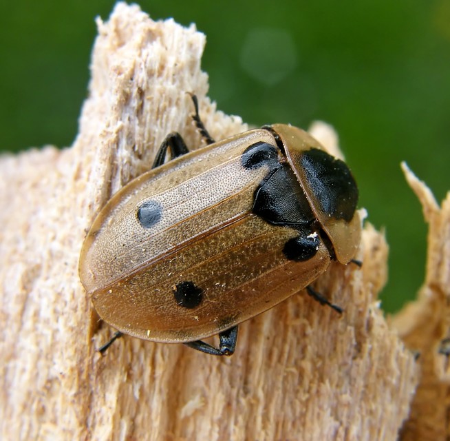 Dendroxena quadrimaculata - négypettyes dögbogár