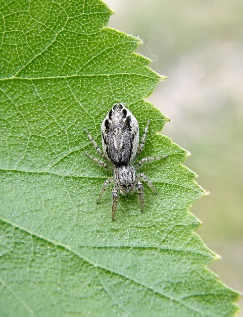 Pseudicius encarpatus - kéregugrópók