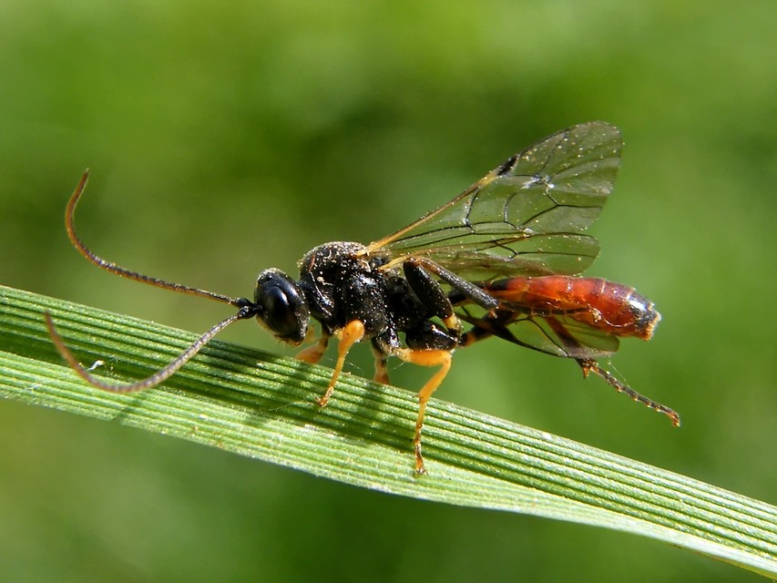 Tryphoninae