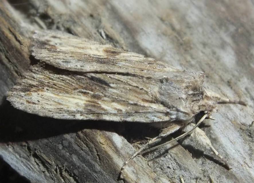 Lithophane socia - barna fabagoly