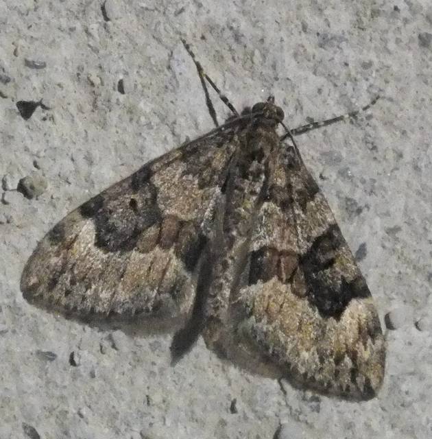 Thera variata/britannica