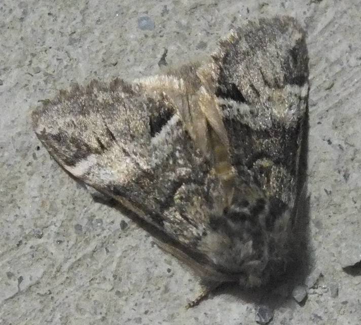 Drymonia dodonea - bélyeges púposszövő