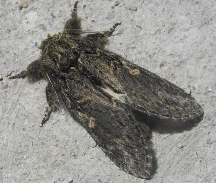 Peridea anceps - füstös púposszövő