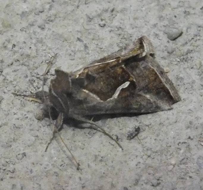 Macdunnoughia confusa - cseppfoltos ezüstbagoly