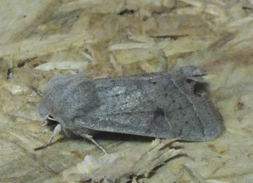 Orthosia gracilis - karcsú barkabagoly