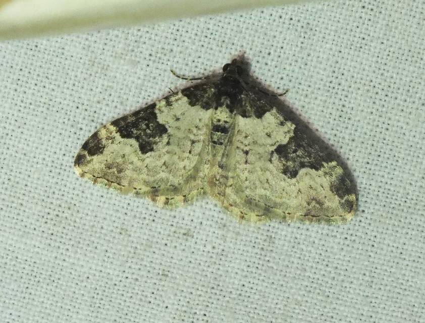 Xanthorhoe fluctuata - közönséges tarkaaraszoló