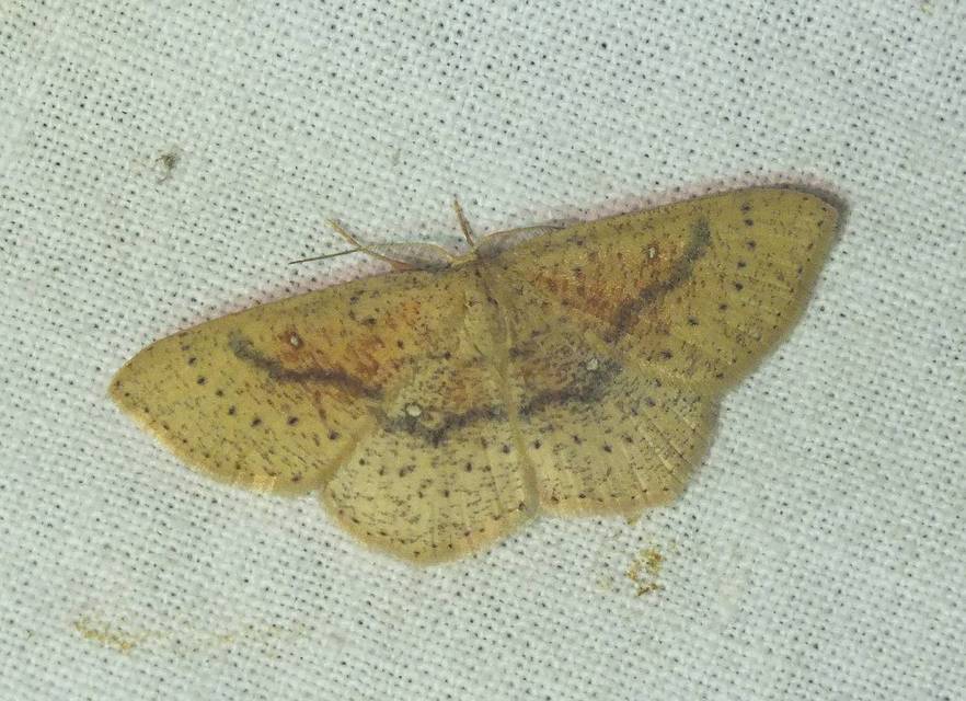 Cyclophora porata - körös pettyesaraszoló